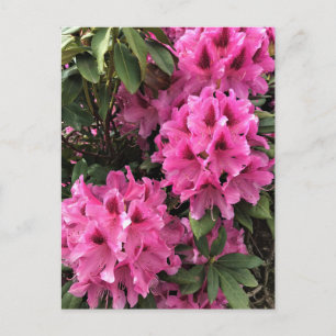 Carte Postale Rhododendrons Cynthia, Oregon
