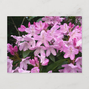 Carte Postale Rhododendrons II