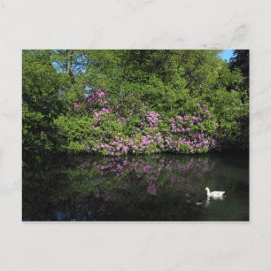 Carte Postale Rhododendrons, Lac Roath Park, Cardiff