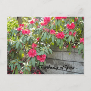 Carte Postale Rhodos rouges - Pensant à vous...
