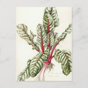 Carte Postale Rhubarb Chard 1992