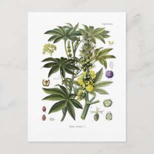 Carte Postale Ricinus communis (Plante d'huile de Castor)