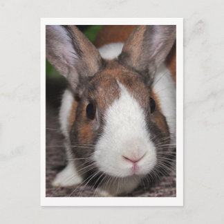 Carte Postale Riley
