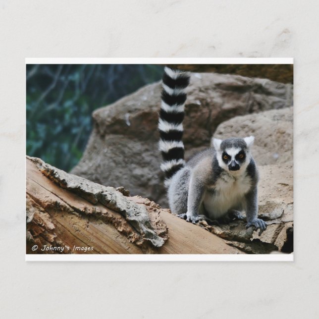Carte Postale RIng Tail Lemur (Devant)