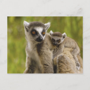 Carte Postale Ring-tailed lemurs (Lemur catta) Mother & baby.