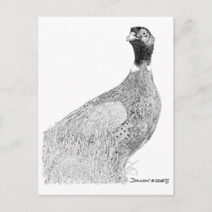 Carte Postale Ringneck Pheasant