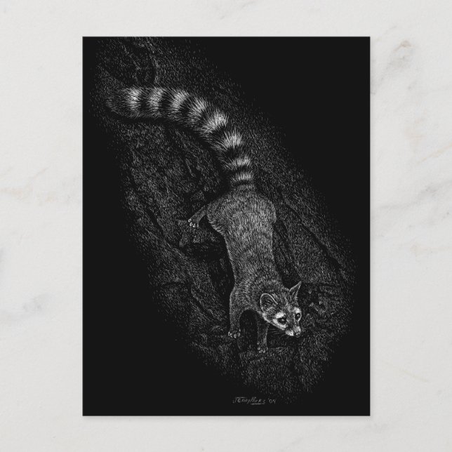 Carte Postale Ringtail (Devant)