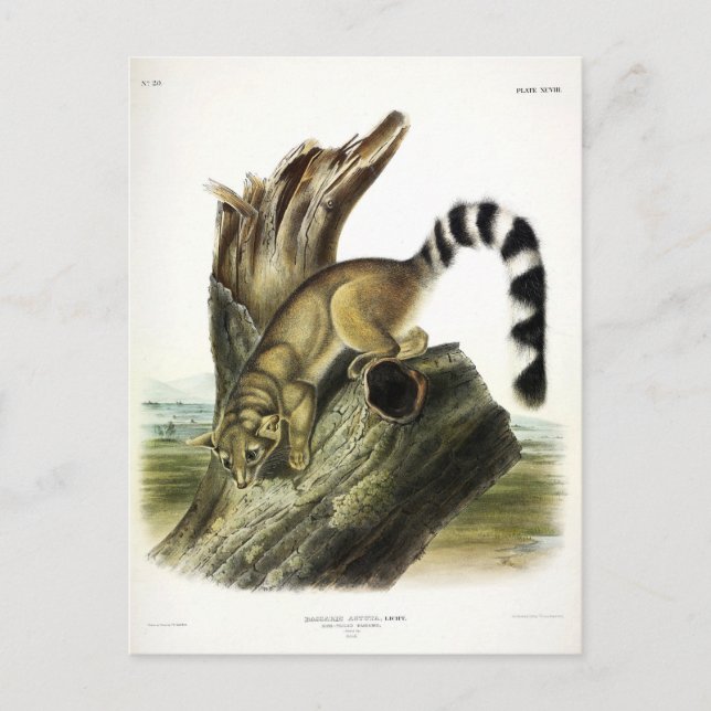 Carte Postale Ringtail (Bassaris à queue annelée, Chat à queue a (Devant)