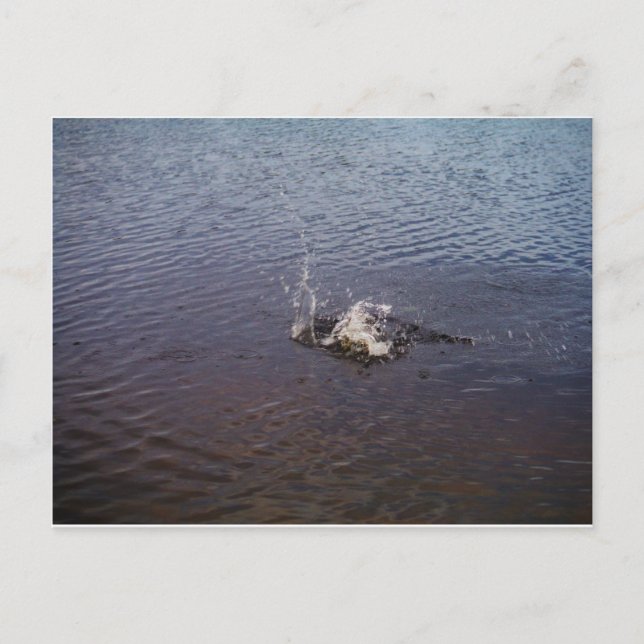 Carte Postale Ripples en a lake, from a fish jumping (Devant)