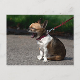 Carte Postale Rire Chihuahua