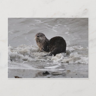 Carte Postale Rivière Otter