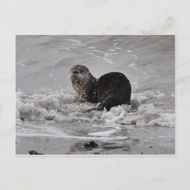 Carte Postale Rivière Otter (Devant)