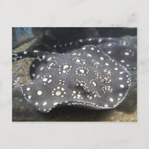 Carte Postale Rivière Stingray # 15