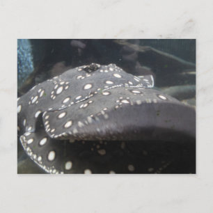 Carte Postale Rivière Stingray # 7