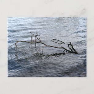 Carte Postale Rivière, Vie morte