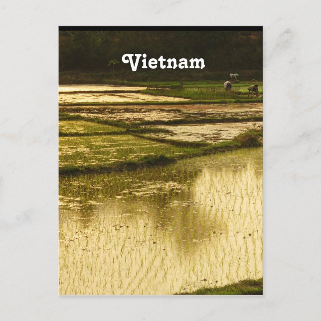 Carte Postale Riz Paddy (Devant)