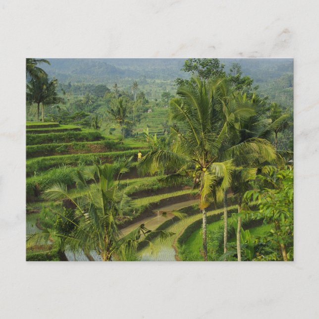Carte Postale Rizière de terrasse dans Bali (Devant)