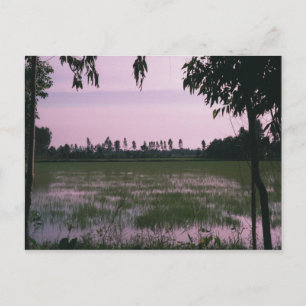 Carte Postale Rizières