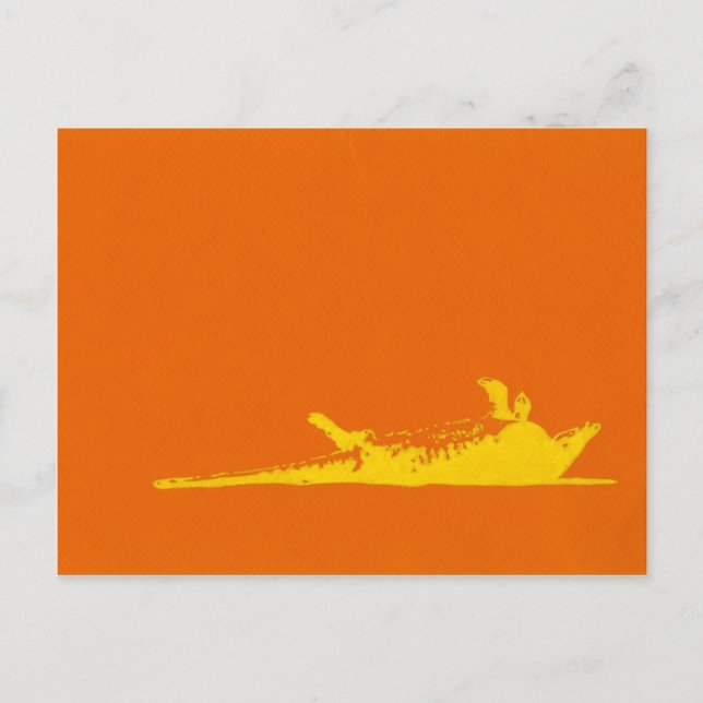 CARTE POSTALE ROAD KILL ARMADILLO (Devant)