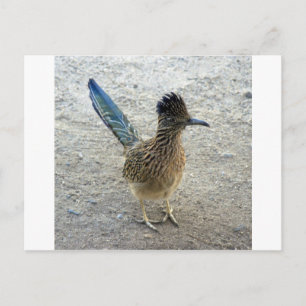 Carte Postale Roadrunner