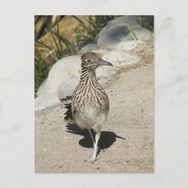 Carte postale Roadrunner (Devant)