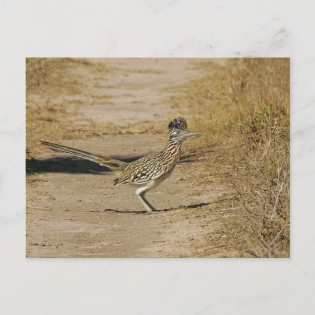 Carte Postale Roadrunner (Devant)