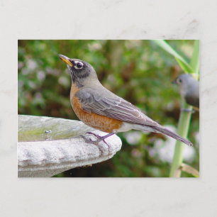 Carte postale Robin