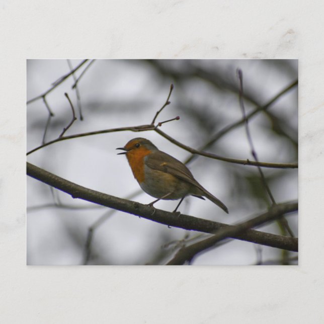 Carte Postale Robin  (Devant)