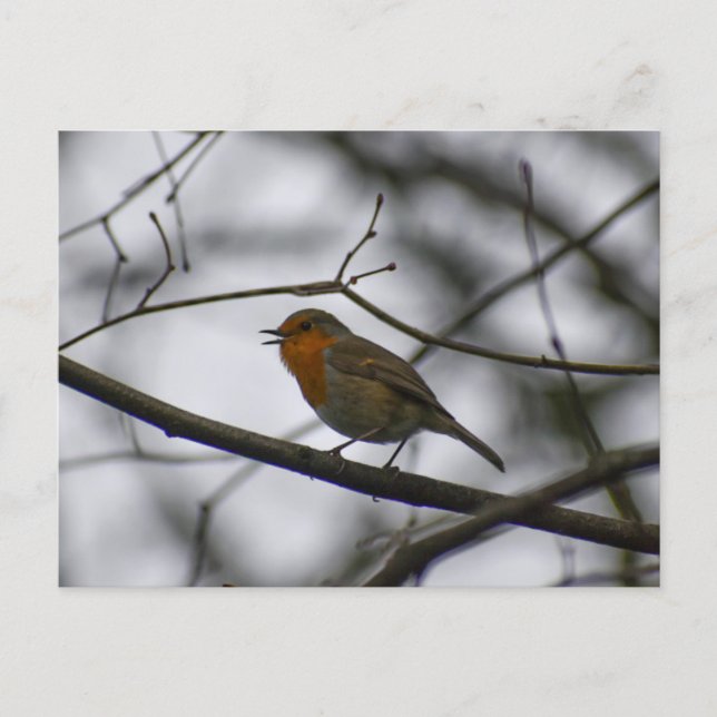Carte Postale Robin  (Devant)