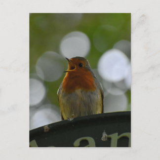 Carte Postale Robin
