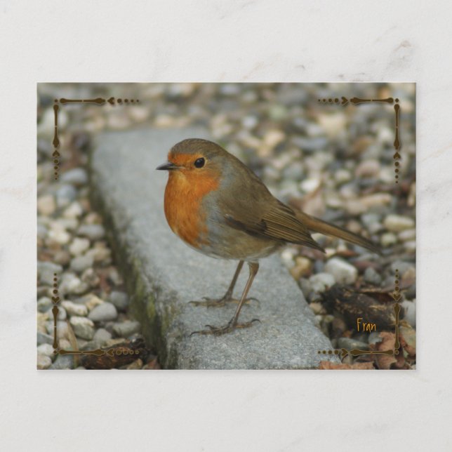Carte Postale robin (Devant)