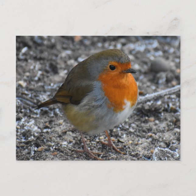 Carte Postale Robin (Devant)