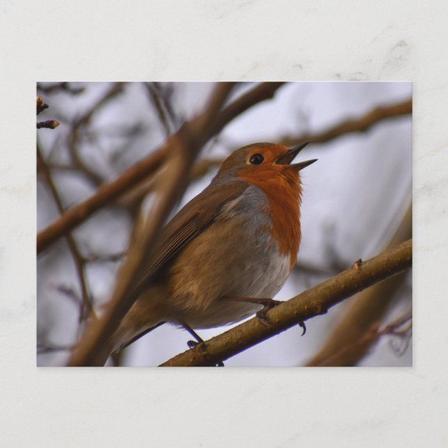 Carte Postale Robin (Devant)
