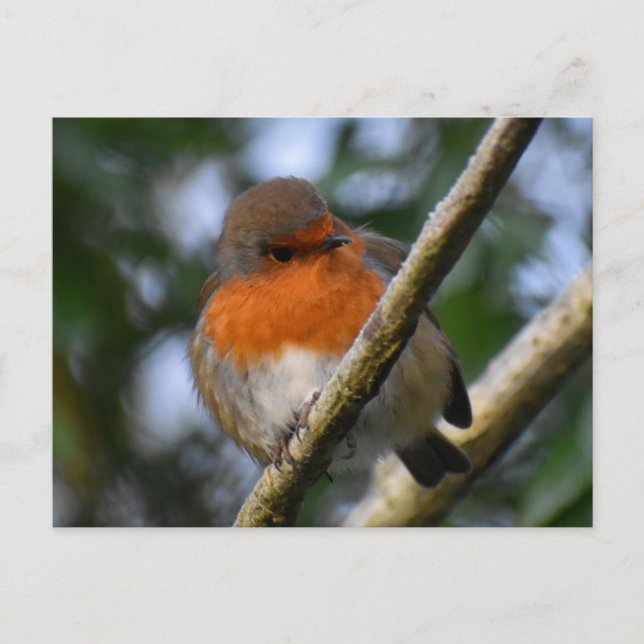 Carte Postale Robin (Devant)