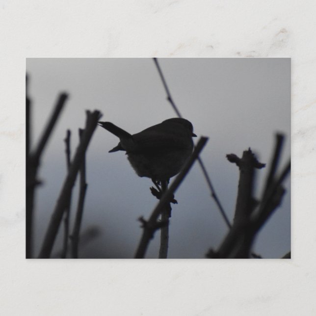 Carte Postale Robin  (Devant)