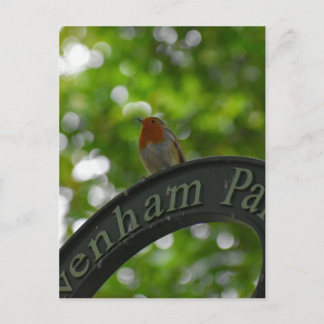 Carte Postale Robin (Devant)