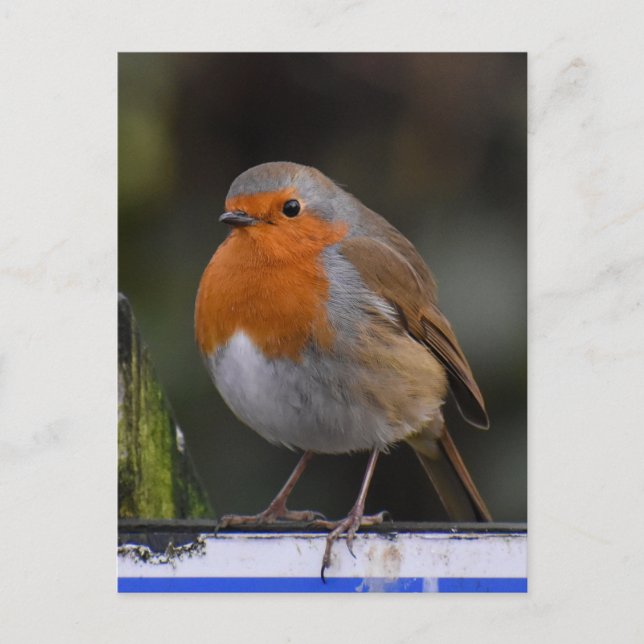 Carte Postale Robin (Devant)