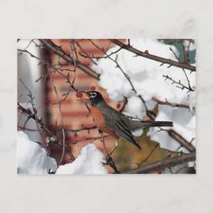 Carte Postale Robin américain