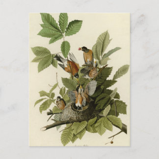 Carte Postale Robin américain
