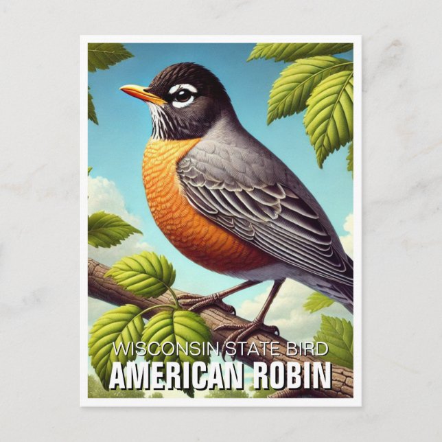 Carte Postale Robin américain Oiseau du Wisconsin (Devant)