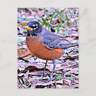 Carte Postale Robin (American Robin)