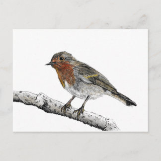 Carte postale Robin Bird Sketch
