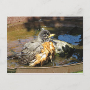 Carte Postale Robin Dans Bain Oiseau