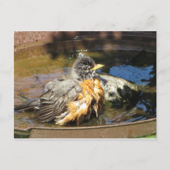 Carte Postale Robin Dans Bain Oiseau (Devant)