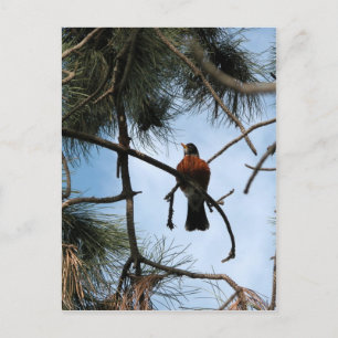 Carte Postale Robin dans un pin