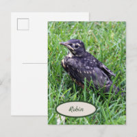 Robin de bébé juste à l'extérieur du nid Oiseaux p