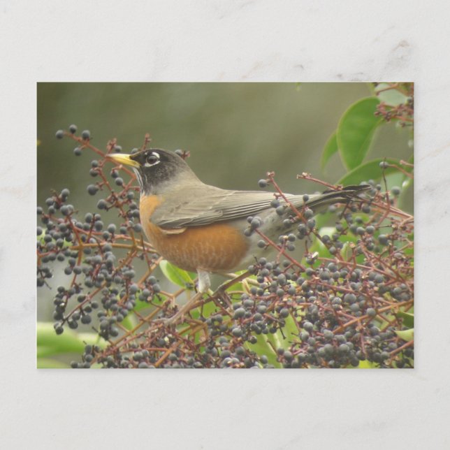 Carte Postale Robin des Berries (Devant)