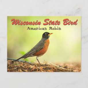 Carte Postale Robin des oiseaux de l'État du Wisconsin