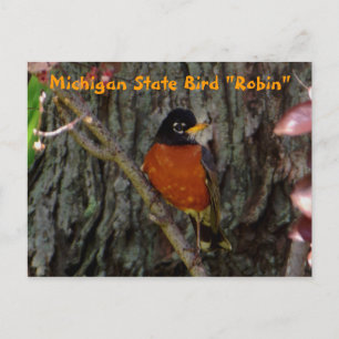 Carte Postale Robin d'oiseaux de l'État du Michigan
