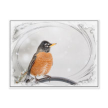 Robin en hiver
